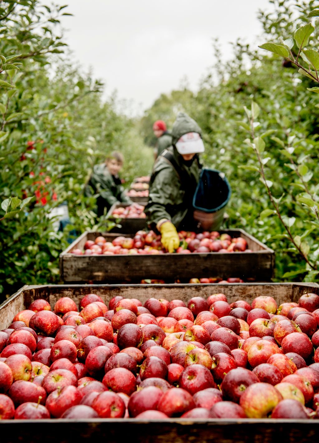 Ørskov Frugt mark